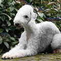 Bedlington Terrier