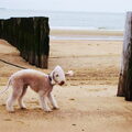 Bedlington Terrier
