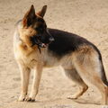 Duitse Herder