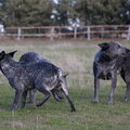 Australian Stumpy Tail Cattle Dog