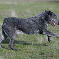 Australian Stumpy Tail Cattle Dog