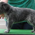 Australian Stumpy Tail Cattle Dog