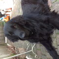 Flat Coated Retriever