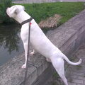 Dogo Argentino