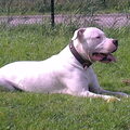 Dogo Argentino