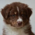 Australian Shepherd