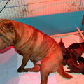 Shar-pei-kennel The Wrinkled Journey