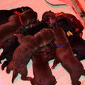 Shar-pei-kennel The Wrinkled Journey