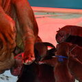 Shar-pei-kennel The Wrinkled Journey