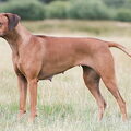 Rhodesian Ridgeback