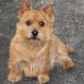 Norwich Terrier