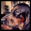 Engelse Cocker Spaniel