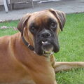 Boxer