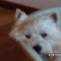 West Highland White Terrier