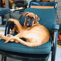 Boxer