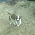 Amerikaanse Bulldog