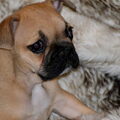 Franse Bulldog