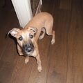 Whippet