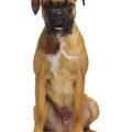 Boxer