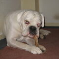 Boxer