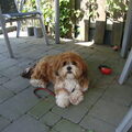 Lhasa Apso