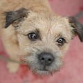 Border Terrier