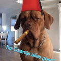 Bordeauxdog