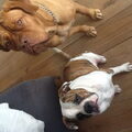 Bordeauxdog