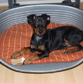 Duitse Pinscher