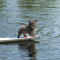 Cairn Terrier