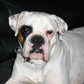 Boxer