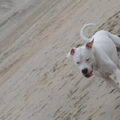 Argentijnse Dog