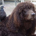 Ierse Waterspaniel