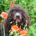 Ierse Waterspaniel