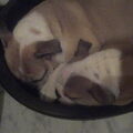 Engelse Bulldog