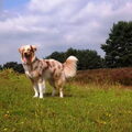 Australian Shepherd