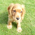 Engelse Cocker Spaniel