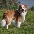 Border Collie