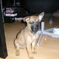 Belgische Herdershond, Mechelse