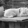 Kuvasz