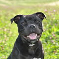 Staffordshire Bull Terrier