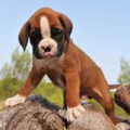 Boxer