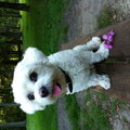 Maltezer