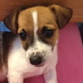 Jack Russell Terrier