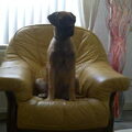 Bullmastiff