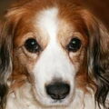Kooikerhondje