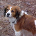 Kooikerhondje