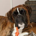 Boxer