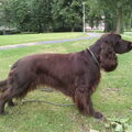 Field Spaniel