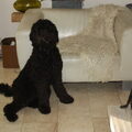 Labradoodle